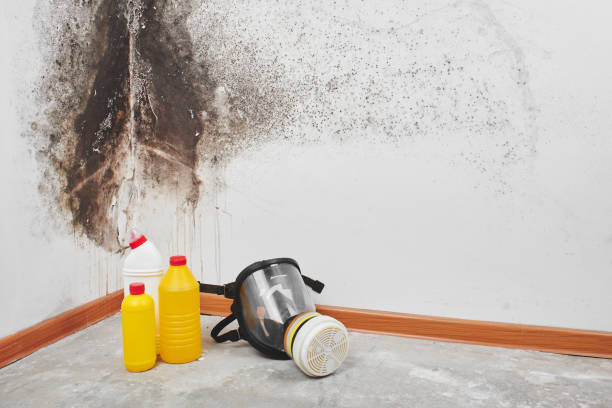 Best Crawl Space Mold Removal  in Slidell, LA