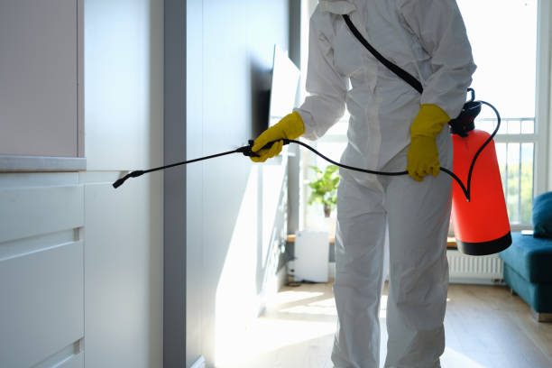 Trusted Slidell, LA Mold Removal Experts