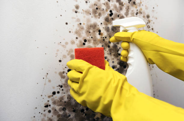 Best Residential Mold Removal  in Slidell, LA