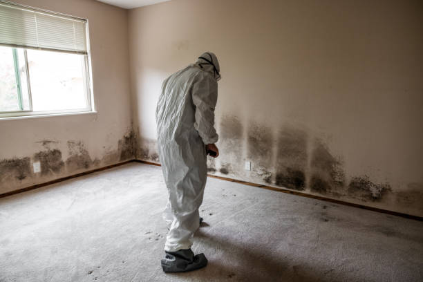 Best Mold Damage Repair  in Slidell, LA