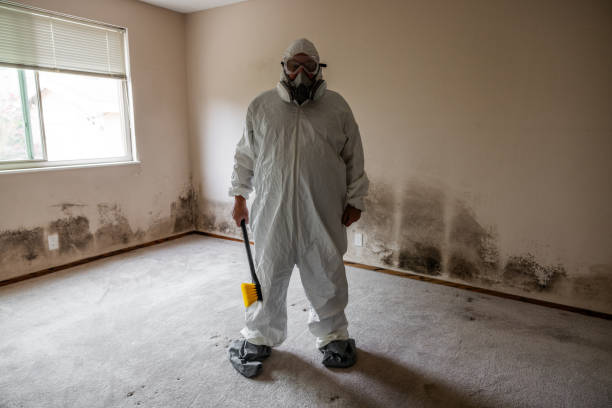 Best Black Mold Removal  in Slidell, LA