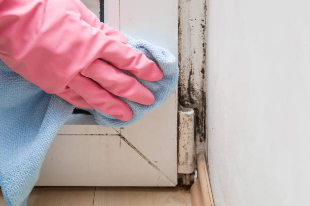Best Black Mold Removal  in Slidell, LA